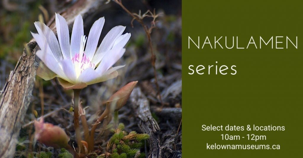 Nakulamen series: Native Tree Ornaments Nakulamen series 1024x536 Nakulamen series 1024x536 Nakulamen series: Native Tree Ornaments